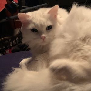 Meet your Posher, Amy